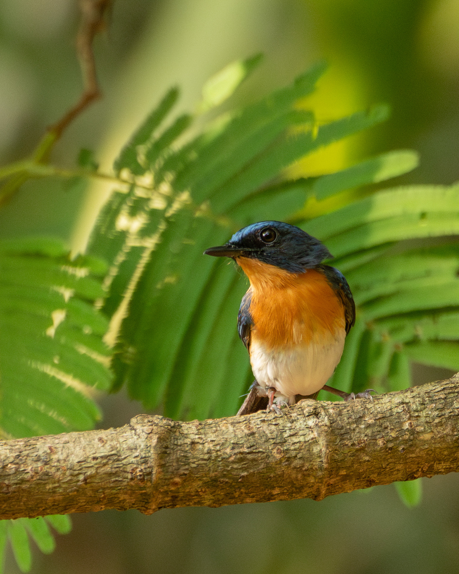 image Indochinese Blue Flycatcher
